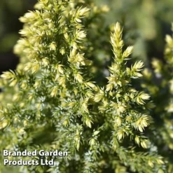 Juniperus Pingii 'Hulsdonck Yellow'