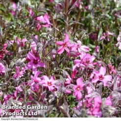 Phlox Douglasii 'Rosea'