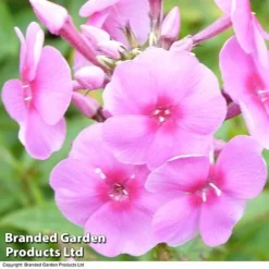 Phlox Paniculata 'Eva Cullum'