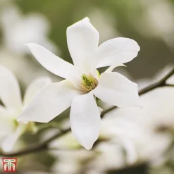 Magnolia Salicifolia 'Wada's Memory'