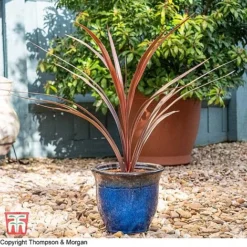 Cordyline 'Red Star' -Garden Central Sales Store KB3925 CORD 11