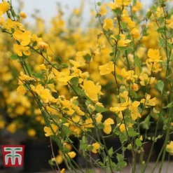 Kerria Japonica 'Golden Guinea' -Garden Central Sales Store KERR T58202 C