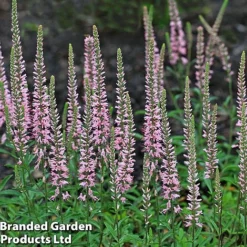 Veronica 'Moody Blues Dark Pink' -Garden Central Sales Store KF0170 MOODY BLUES 3
