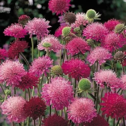 Knautia Macedonica 'Melton Pastels' -Garden Central Sales Store KNAU T64292 A h