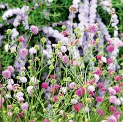 Knautia Macedonica 'Melton Pastels' -Garden Central Sales Store KNAU MELTONPAS U49880 NOW1
