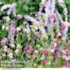 Knautia Macedonica 'Melton Pastels'