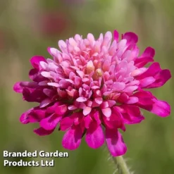 Knautia Macedonica 'Melton Pastels' -Garden Central Sales Store KNAU MELTONPAS W498781