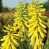 Red Hot Poker 'Lemon Popsicle'