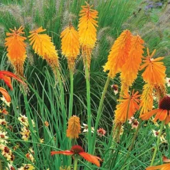 Red Hot Poker 'Mango Popsicle'