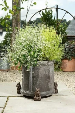 Antique Bronze Coloured Koala Potty Feet - Plant Pot Feet -Garden Central Sales Store KOALA20 20OUTDOOR20POT20 20PF0090