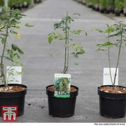 Laburnum Anagyroides -Garden Central Sales Store LABU T58204 C1