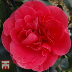 Camellia Japonica 'Lady Campbell'