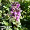 Lamium Maculatum Roseum