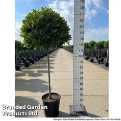 Laurus Nobilis (Standard) -Garden Central Sales Store LAUR NOBILISTD S52049
