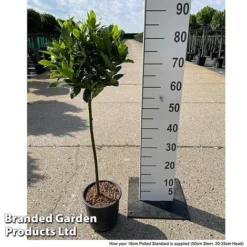 Laurus Nobilis (Standard) -Garden Central Sales Store LAUR NOBILISTD S52051