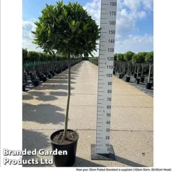 Laurus Nobilis (Standard) -Garden Central Sales Store LAUR NOBILISTD S52054