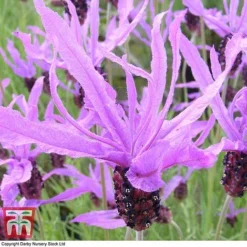 Lavender 'Flaming Purple' -Garden Central Sales Store LAV TKA0975 C