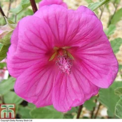 Lavatera X Clementii 'Red Rum'