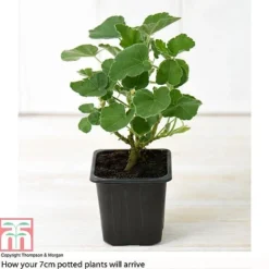 Lavatera X Clementii 'Rosea' -Garden Central Sales Store LAVA TJ80176B B1