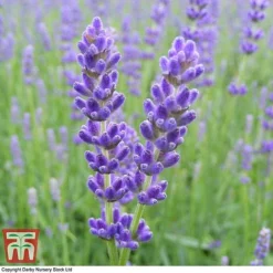 Lavender 'Havana' -Garden Central Sales Store LAVE T80301 B