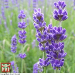 Lavender 'Havana' -Garden Central Sales Store LAVE T80301 C