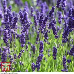 Lavender 'Havana' -Garden Central Sales Store LAVE T80301 F