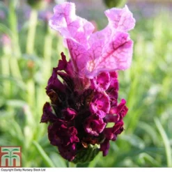 Lavender 'Antibes' -Garden Central Sales Store LAVE T80303 A
