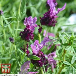 Lavender 'Antibes' -Garden Central Sales Store LAVE T80303 D