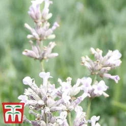 Lavender Collection -Garden Central Sales Store LAVE ROSEA S034471