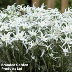 Leontopodium Alpinum