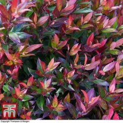 Leucothoe Axillaris 'Little Flames' -Garden Central Sales Store LEUC 66323 A1