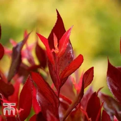 Leucothoe Axillaris 'Little Flames' -Garden Central Sales Store LEUC 66323 C