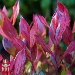 Leucothoe Axillaris 'Little Flames' -Garden Central Sales Store LEUC 66323 D