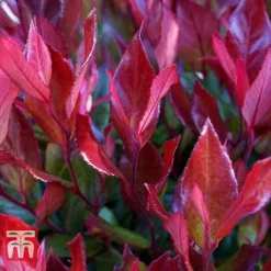 Leucothoe Axillaris 'Little Flames' -Garden Central Sales Store LEUC 66323 E
