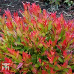 Leucothoe Axillaris 'Little Flames' -Garden Central Sales Store LEUC 66323 F