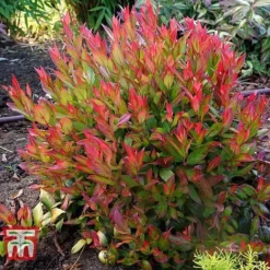 Leucothoe Axillaris 'Little Flames' -Garden Central Sales Store LEUC 66323 G