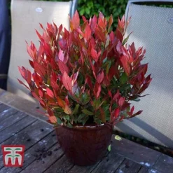 Leucothoe Axillaris 'Little Flames' -Garden Central Sales Store LEUC 66323 H