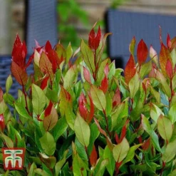Leucothoe Axillaris 'Little Flames' -Garden Central Sales Store LEUC 66323 I