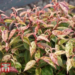 Leucothoe Fontanesiana 'Makijaz' -Garden Central Sales Store LEUC T66325 C
