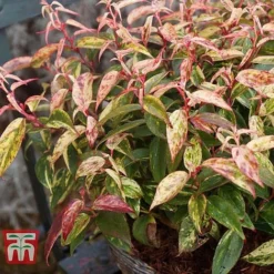 Leucothoe Fontanesiana 'Makijaz' -Garden Central Sales Store LEUC T66325 D