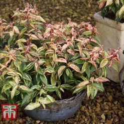 Leucothoe Fontanesiana 'Makijaz' -Garden Central Sales Store LEUC T66325 E