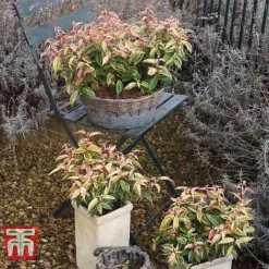 Leucothoe Fontanesiana 'Makijaz' -Garden Central Sales Store LEUC T66325 F