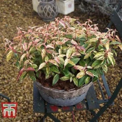 Leucothoe Fontanesiana 'Makijaz' -Garden Central Sales Store LEUC T66325 G