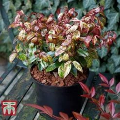 Leucothoe Fontanesiana 'Makijaz' -Garden Central Sales Store LEUC T66325 H