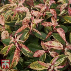 Leucothoe Fontanesiana 'Makijaz' -Garden Central Sales Store LEUC T66325 J