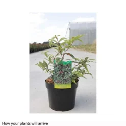 Leucothoe Fontanesiana 'Whitewater' -Garden Central Sales Store LEUC T66326 B h