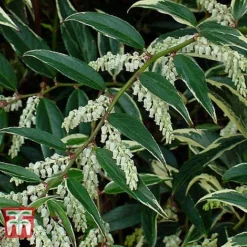 Leucothoe Fontanesiana 'Whitewater' -Garden Central Sales Store LEUC T66326 D