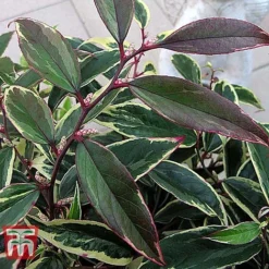 Leucothoe Fontanesiana 'Whitewater' -Garden Central Sales Store LEUC T66326 E