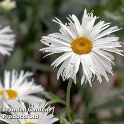 Perennial Collection -Garden Central Sales Store LEUC CRAZYDAIS L399941