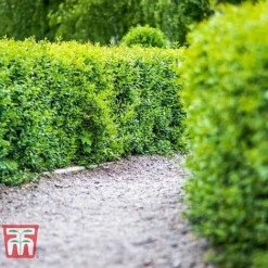 Ligustrum Vulgare -Garden Central Sales Store LIG KB3249 C